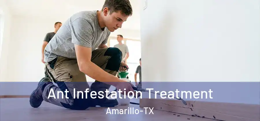  Ant Infestation Treatment Amarillo-TX