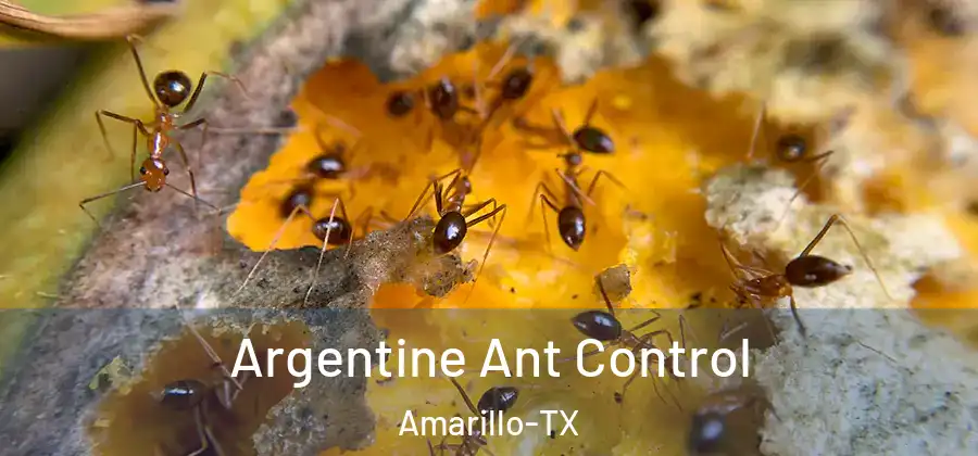  Argentine Ant Control Amarillo-TX