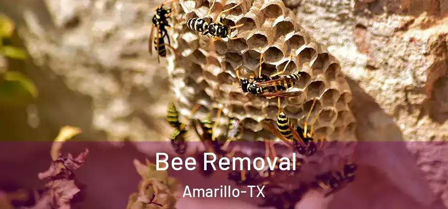  Bee Removal Amarillo-TX