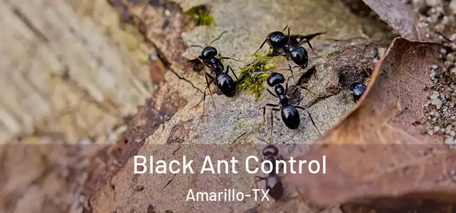  Black Ant Control Amarillo-TX