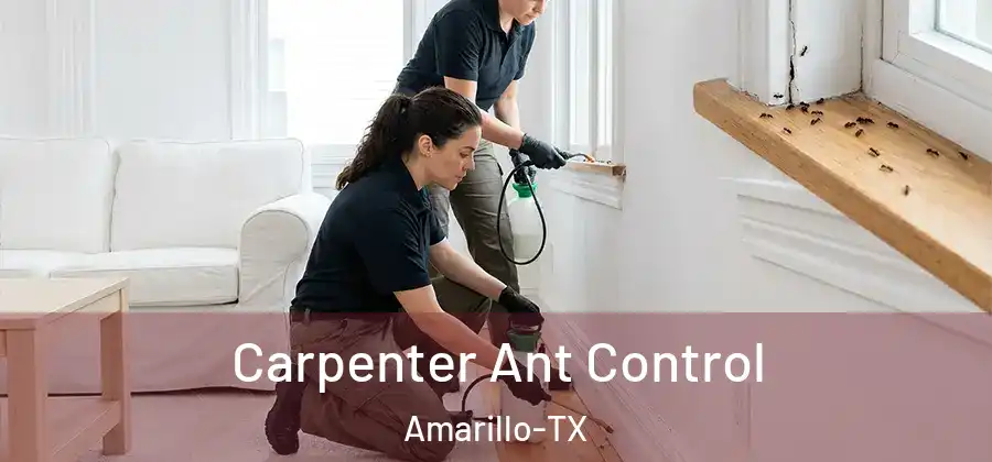  Carpenter Ant Control Amarillo-TX
