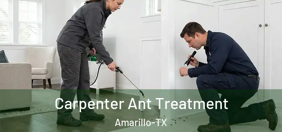  Carpenter Ant Treatment Amarillo-TX