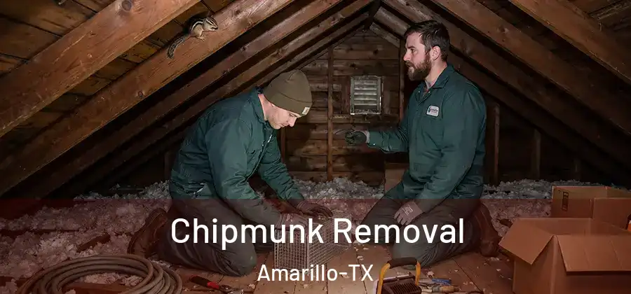 Chipmunk Removal Amarillo-TX