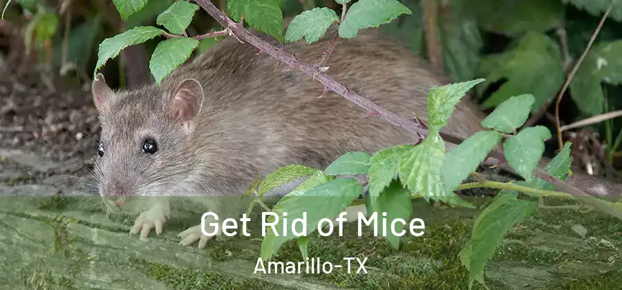  Get Rid of Mice Amarillo-TX