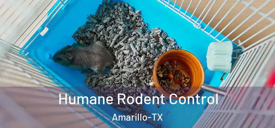 Humane Rodent Control Amarillo-TX