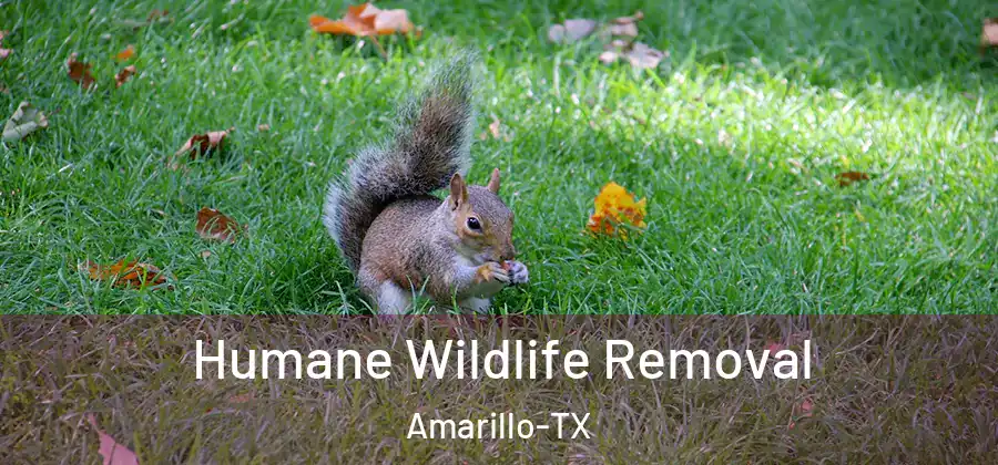  Humane Wildlife Removal Amarillo-TX