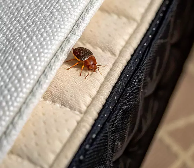 Bed Bug Exterminator Experts You Can Trust in Amarillo, TX