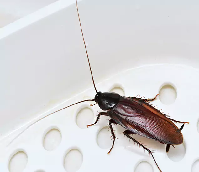 Trusted Cockroach Exterminator: Your Roach Control Services in Amarillo, TX