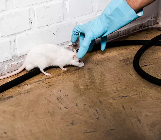 Your Pest Control Partner in Amarillo, TX