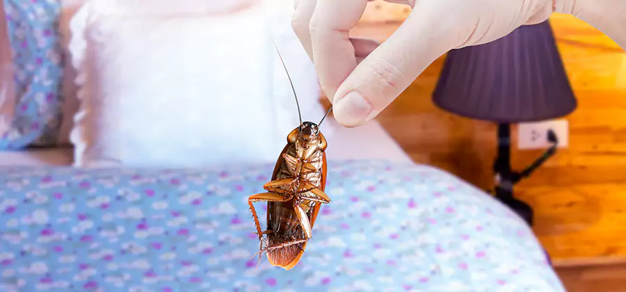 Fast Roach Elimination in Amarillo
