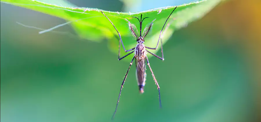 Pest and Mosquito Control for Yard and Patio in Amarillo