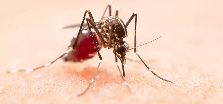 Pond Mosquito Control and Water Treatment in Amarillo