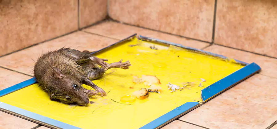 Rat Trapping Service In Amarillo
