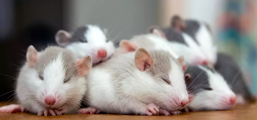 Rat Infestation Exclusion Service in Amarillo