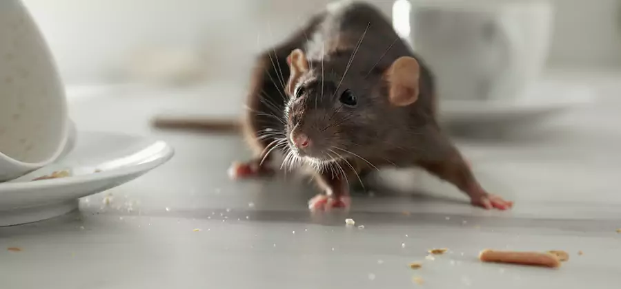Attic Rat Exclusion Service in Amarillo