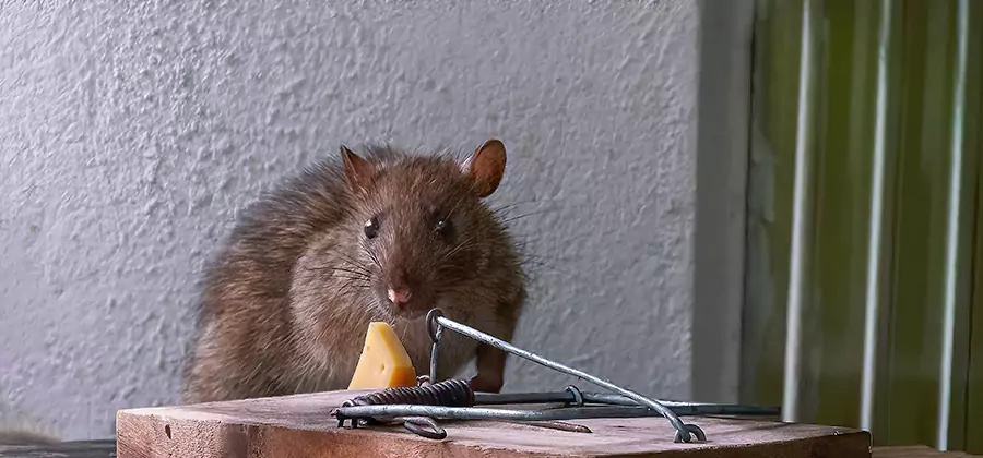 Rodent Nesting Prevention in Amarillo