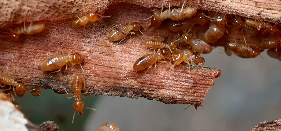 Perimeter Soil Termite Treatment in Amarillo