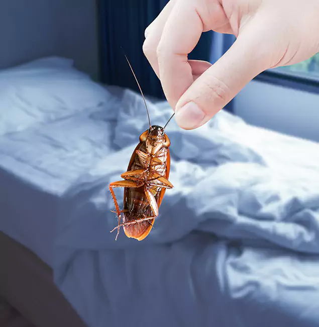 Why Choose Amarillo Pest Control Pro for Bed Bug Extermination in Amarillo, TX?