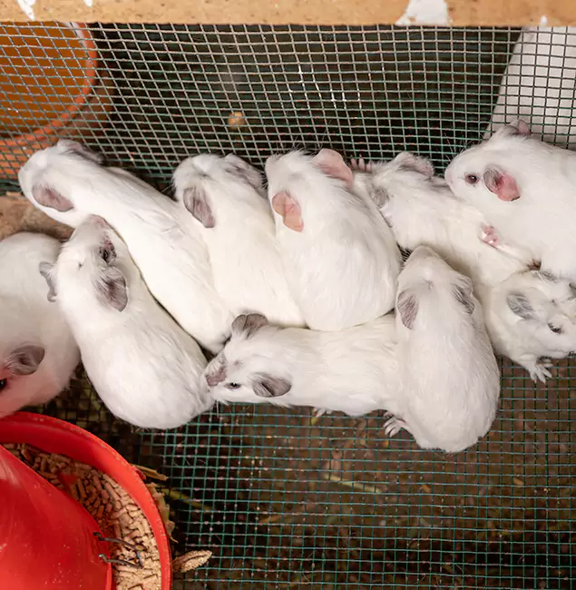 Why Amarillo Pest Control Pro Is the Trusted Choice in Amarillo, TX?