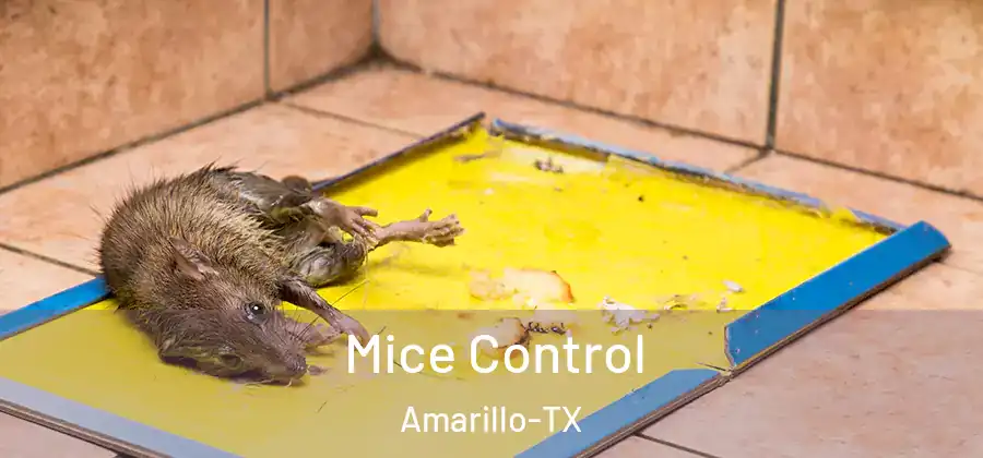  Mice Control Amarillo-TX