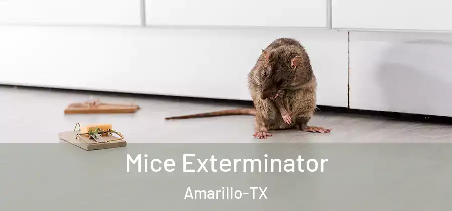 Mice Exterminator Amarillo-TX