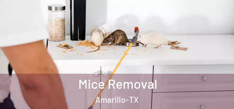  Mice Removal Amarillo-TX