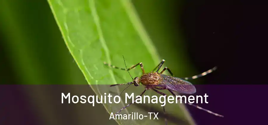  Mosquito Management Amarillo-TX
