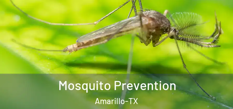  Mosquito Prevention Amarillo-TX