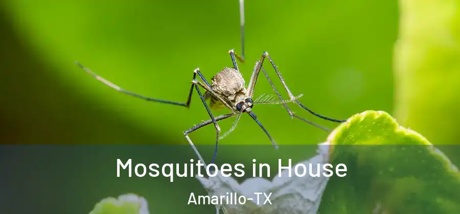  Mosquitoes in House Amarillo-TX