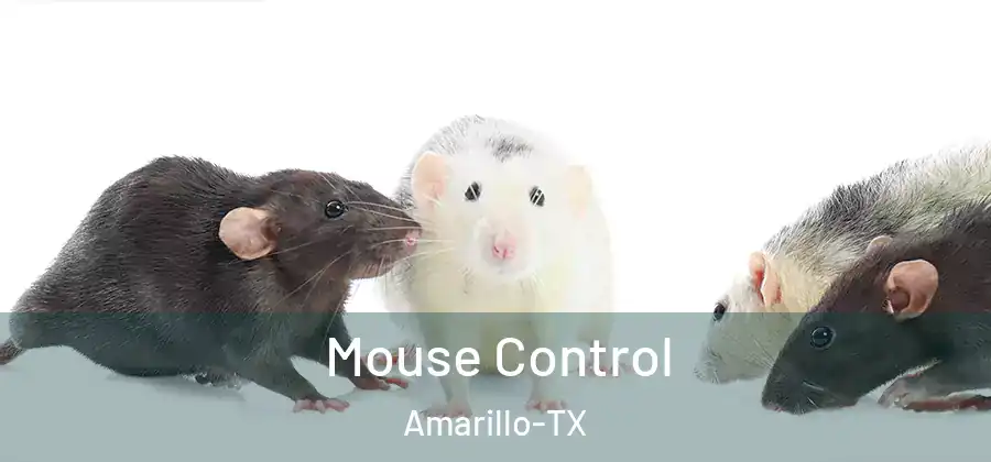 Mouse Control Amarillo-TX