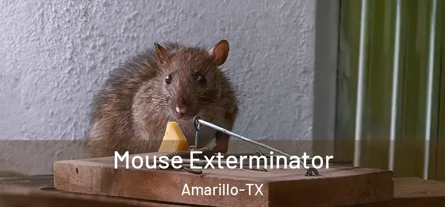  Mouse Exterminator Amarillo-TX