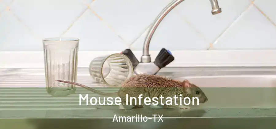  Mouse Infestation Amarillo-TX