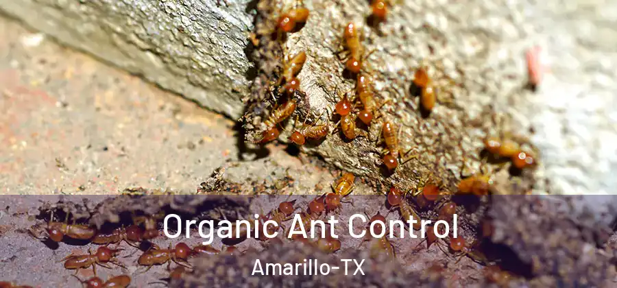  Organic Ant Control Amarillo-TX