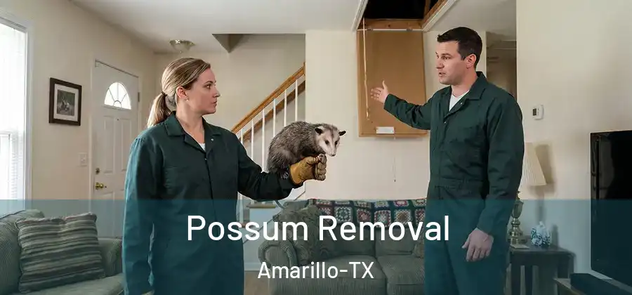  Possum Removal Amarillo-TX