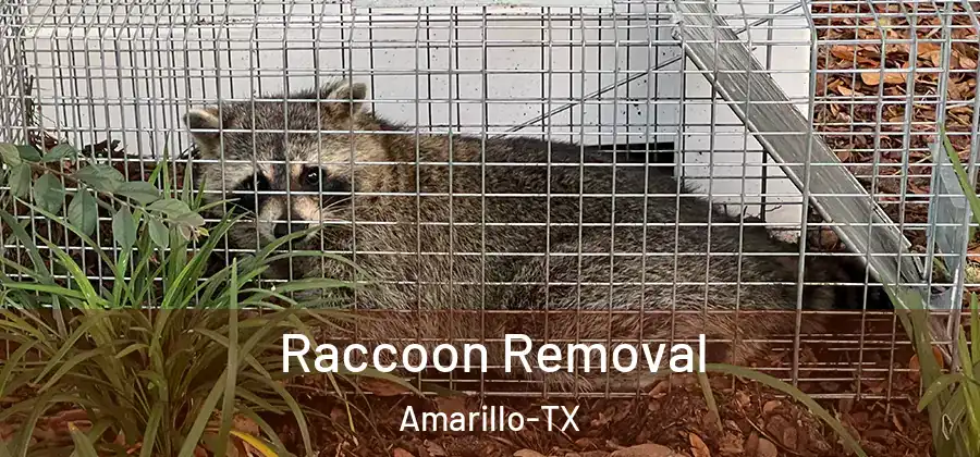  Raccoon Removal Amarillo-TX