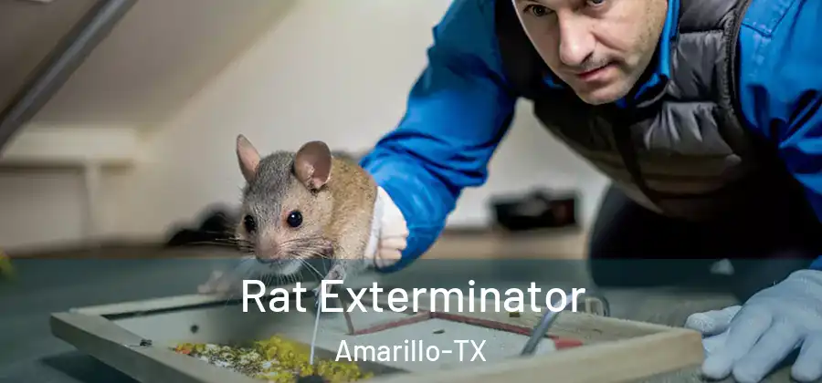 Rat Exterminator Amarillo-TX