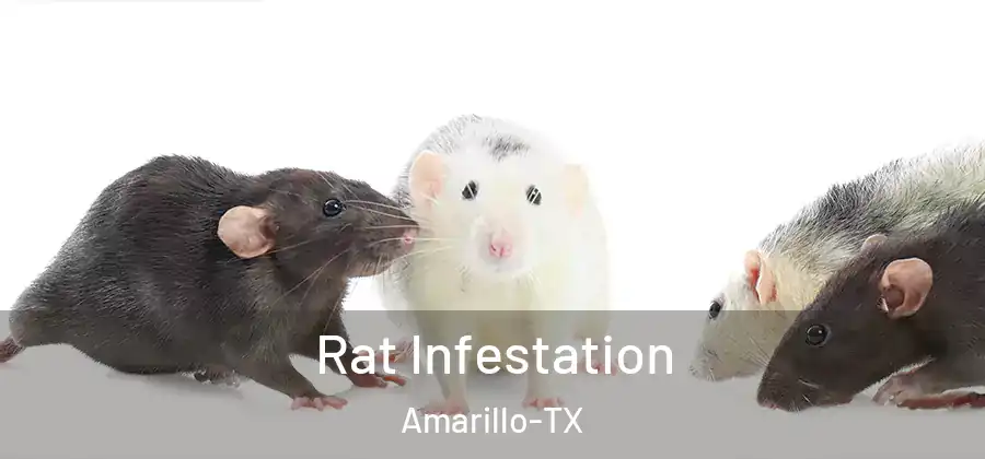  Rat Infestation Amarillo-TX