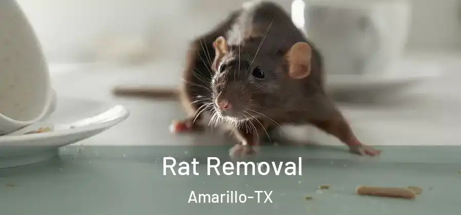  Rat Removal Amarillo-TX