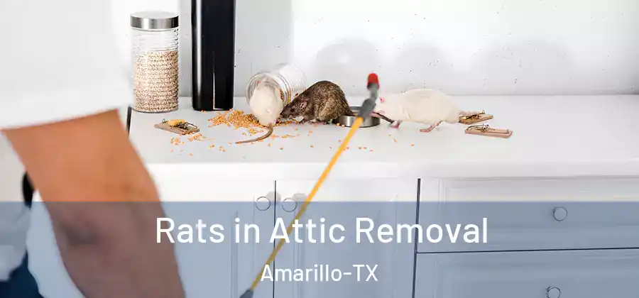  Rats in Attic Removal Amarillo-TX