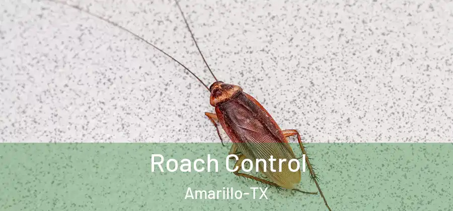  Roach Control Amarillo-TX