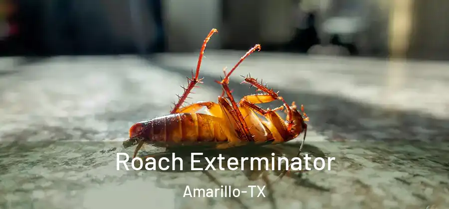  Roach Exterminator Amarillo-TX