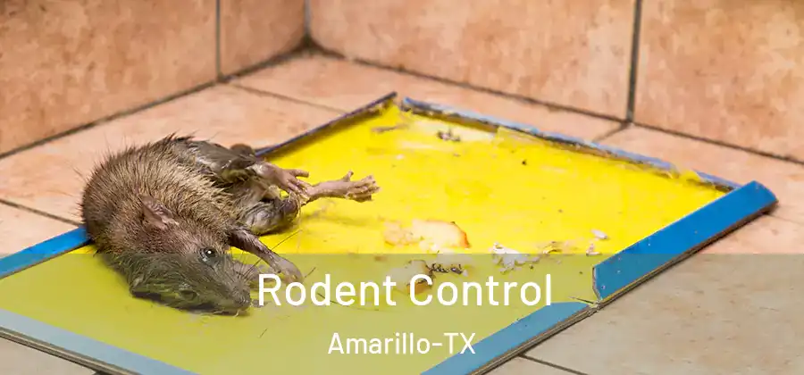  Rodent Control Amarillo-TX
