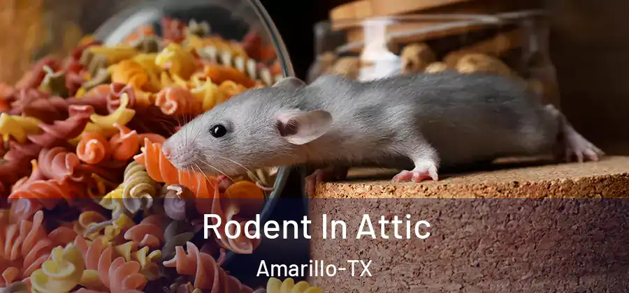  Rodent In Attic Amarillo-TX