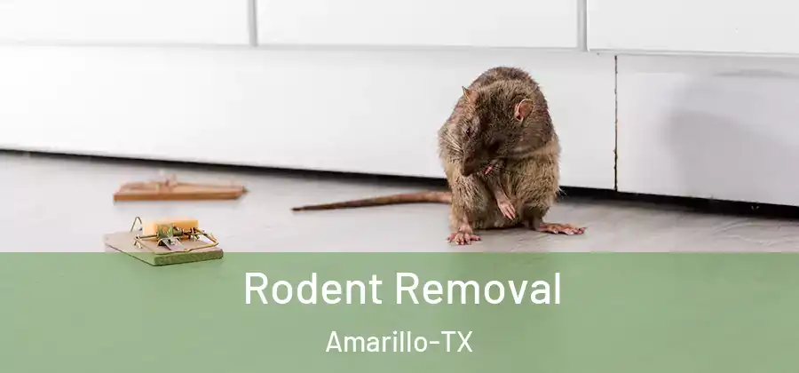  Rodent Removal Amarillo-TX