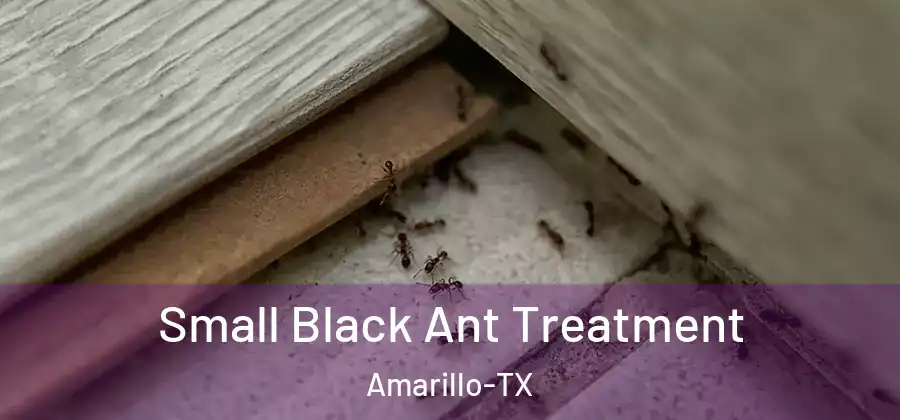  Small Black Ant Treatment Amarillo-TX