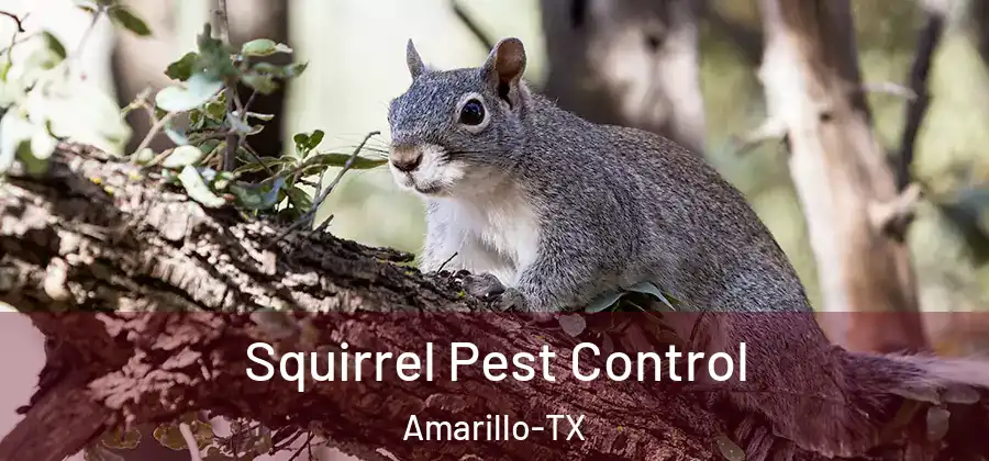  Squirrel Pest Control Amarillo-TX