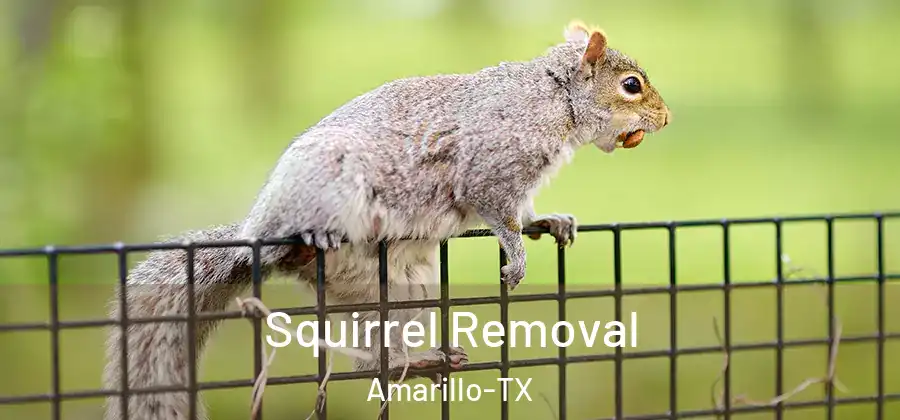  Squirrel Removal Amarillo-TX