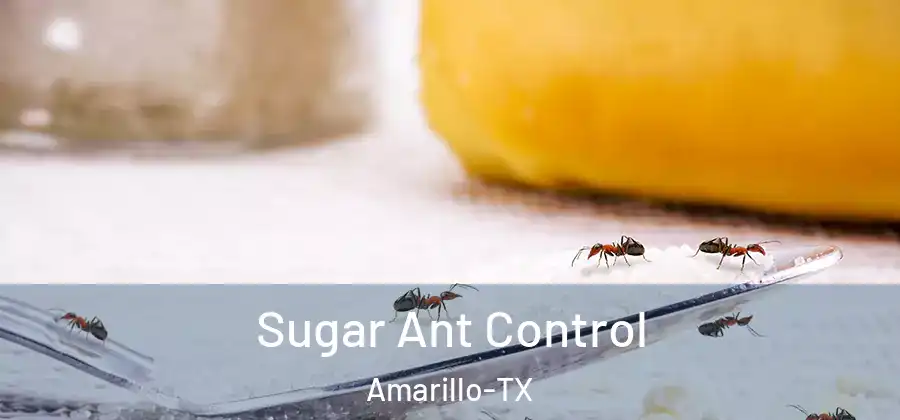  Sugar Ant Control Amarillo-TX