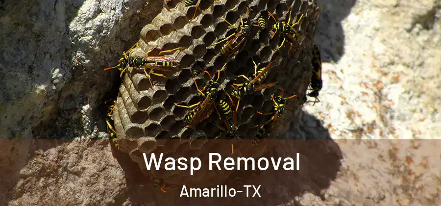  Wasp Removal Amarillo-TX