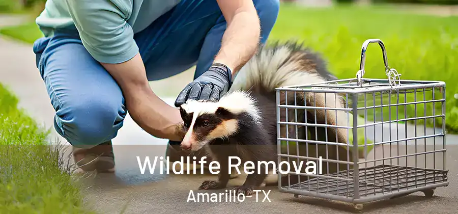  Wildlife Removal Amarillo-TX
